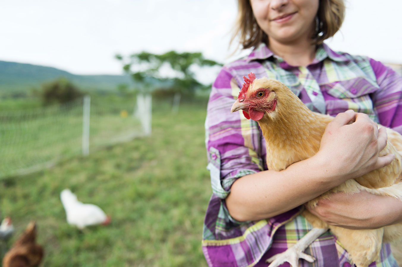 Big Chicken: What you can do – Farm Aid