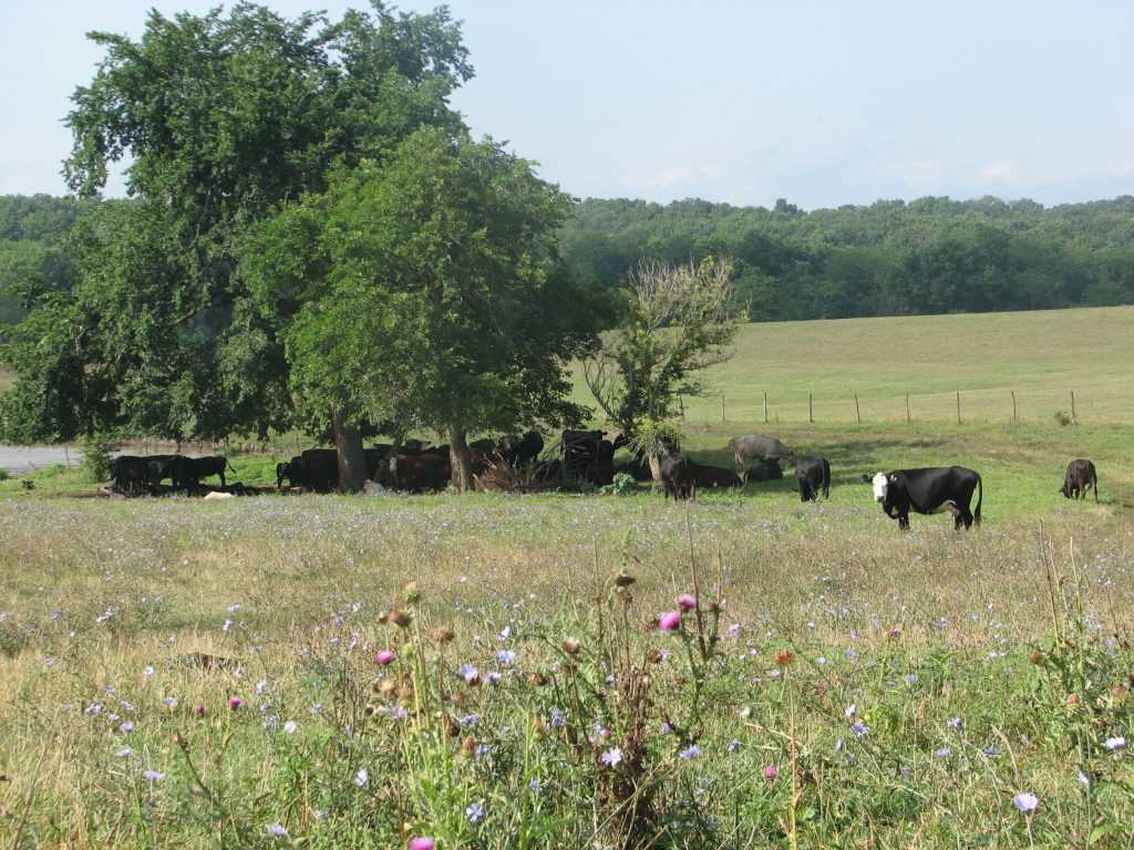 Wells Family Farms