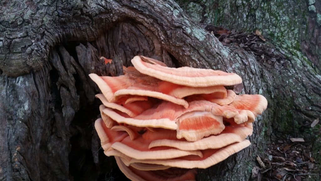 Zachari Curtis' mushrooms