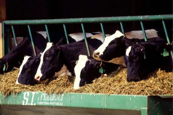 Unfair Pricing: The Dairy Farmer Crisis