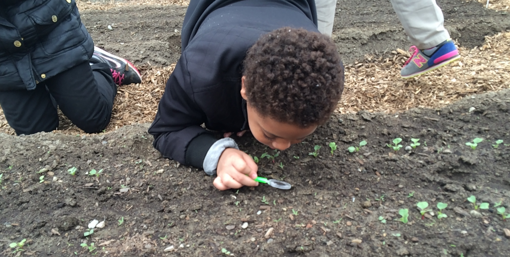 A student at Detroit Public Schools takes a closer look at soil life during a lesson out in the field, as part of a farm to school curriculum.