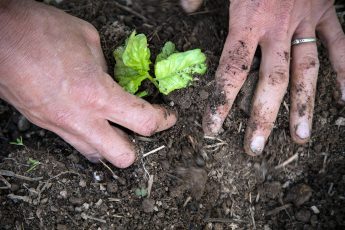 Farm Aid Invests in Family Farm Organizations Building a Stronger Food and Farm System Through Annual Grants