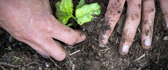 Farmers Overwhelmingly Oppose Bayer Monsanto Merger