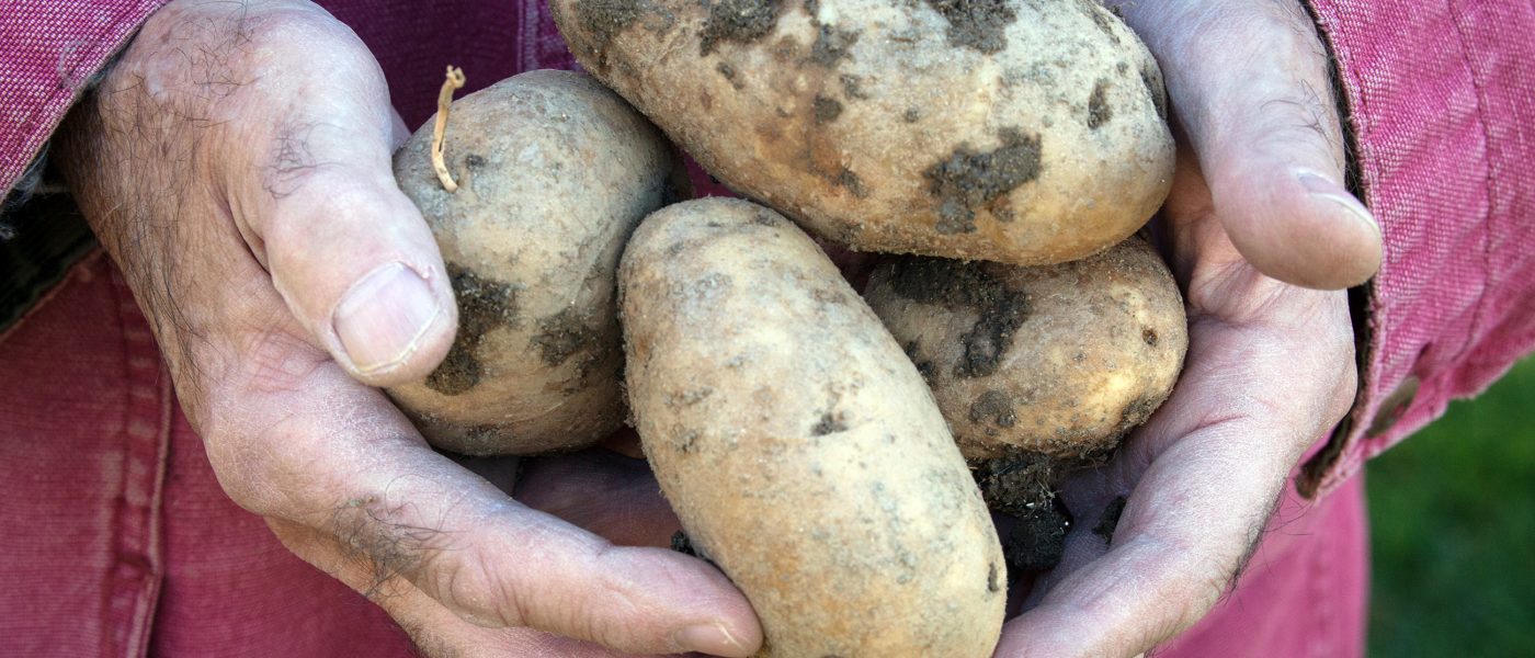 farmer hands with potatoes