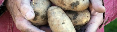 farmer hands with potatoes