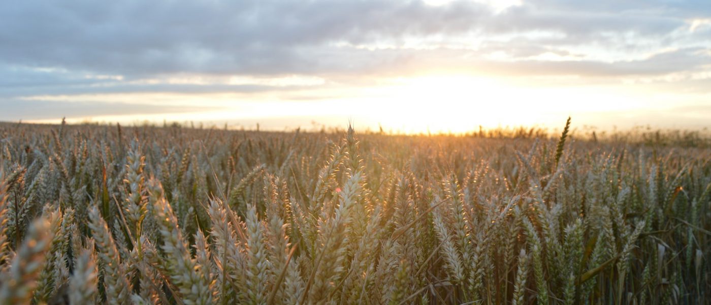 Wheat field