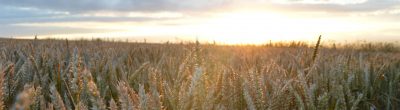 Wheat field