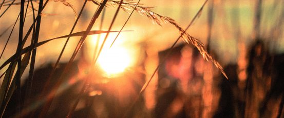 New Guide Helps Farmers Navigate Farm Service Agency Programs
