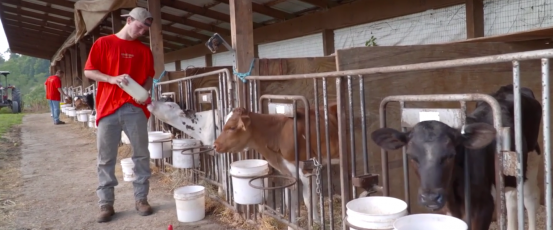 Pennsylvania Dairy Farmers: Growing the Next Generation
