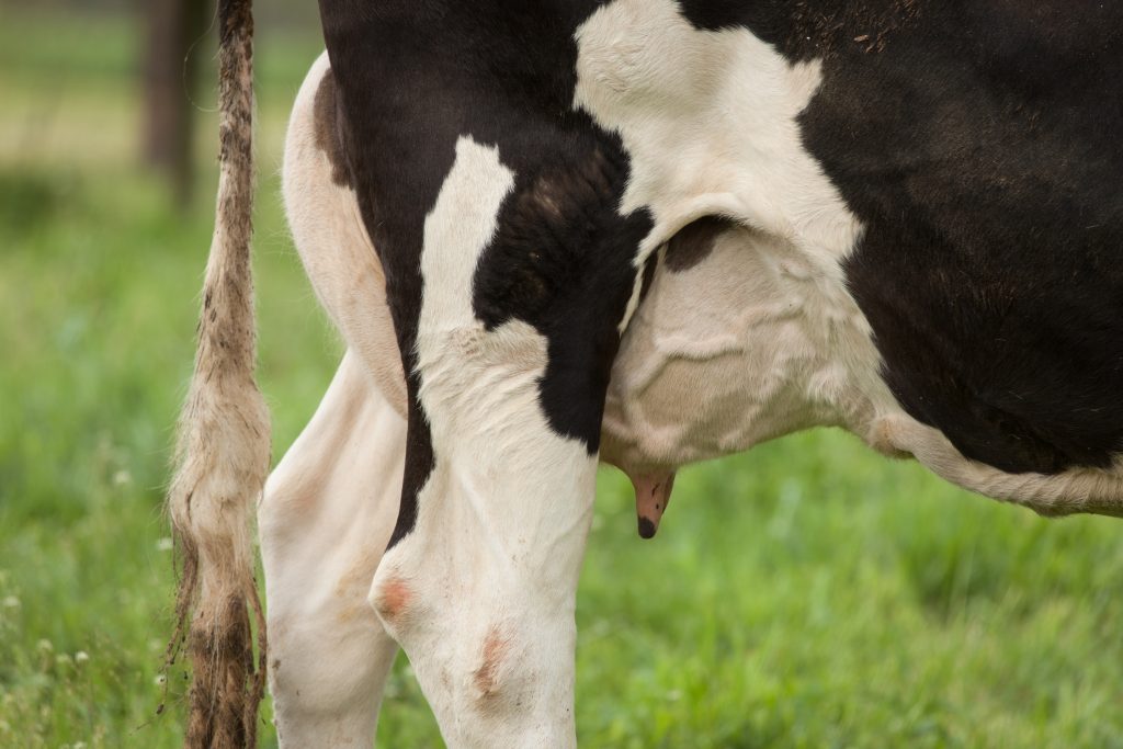 cow backside - photo by Patty O'Brien