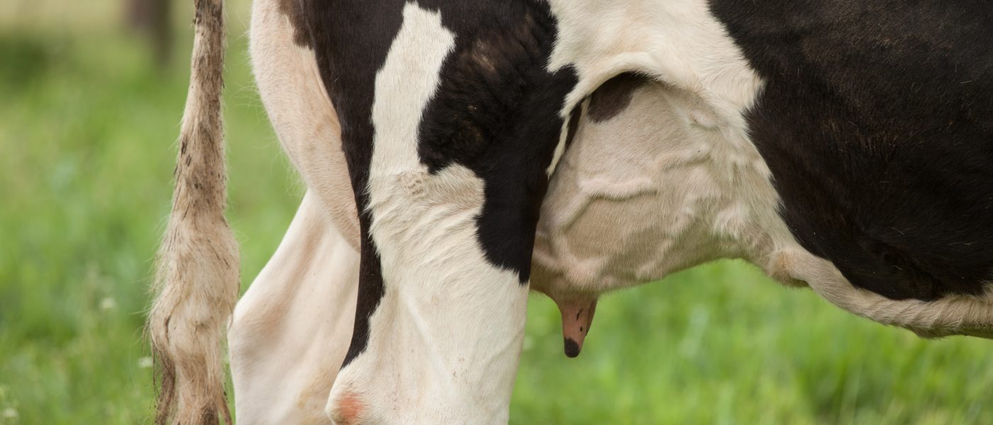 cow backside - photo by Patty O'Brien