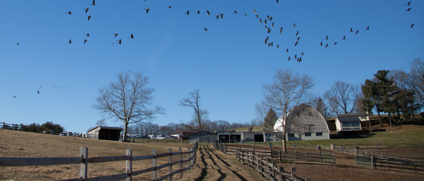 Birds flying