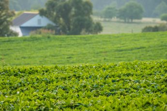 Trump DOJ greenlights the Bayer-Monsanto merger in another blow to family farmers