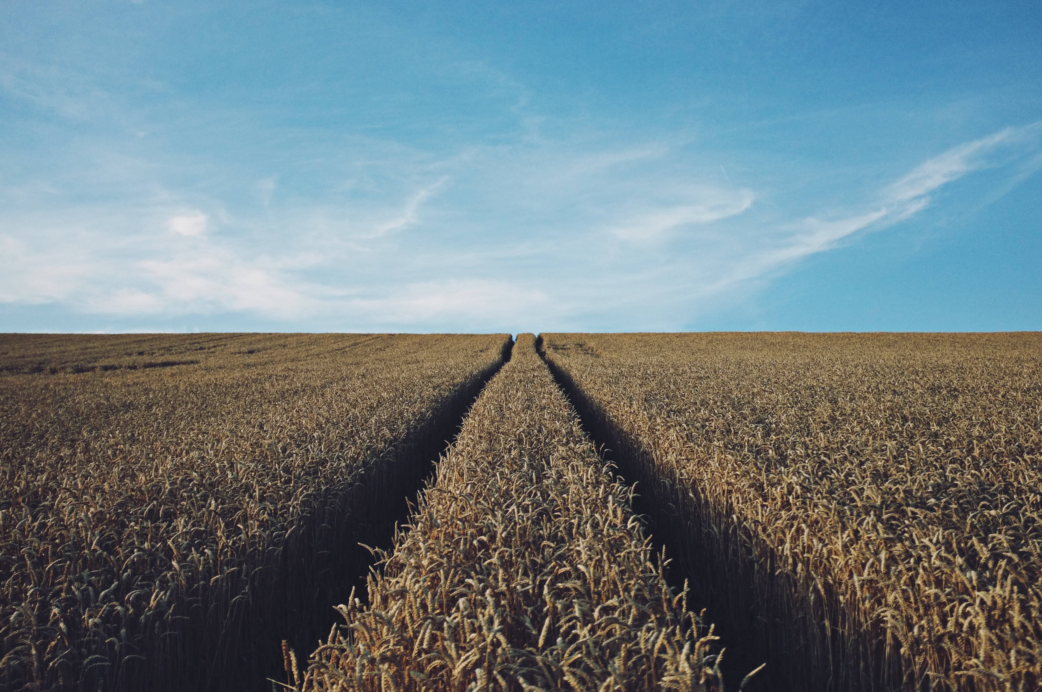 Поле value. Пшеничное поле. Земли сельскохозяйственного назначения. Пшеничное поле фото. Фон хозяйство.