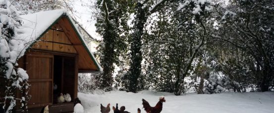 HOMEGROWN 101: Build A Pallet Wood Chicken Coop