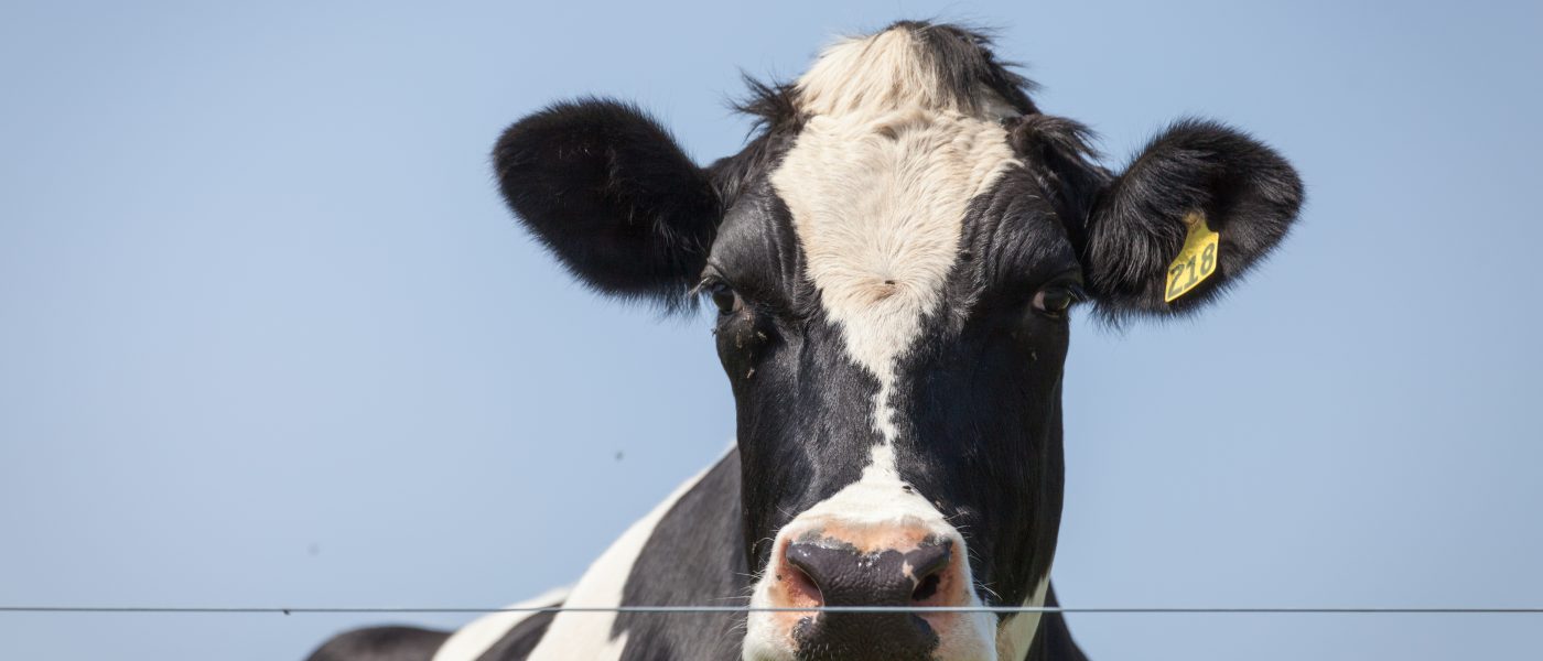 dairy cow behind barb wire fence