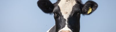 dairy cow behind barb wire fence