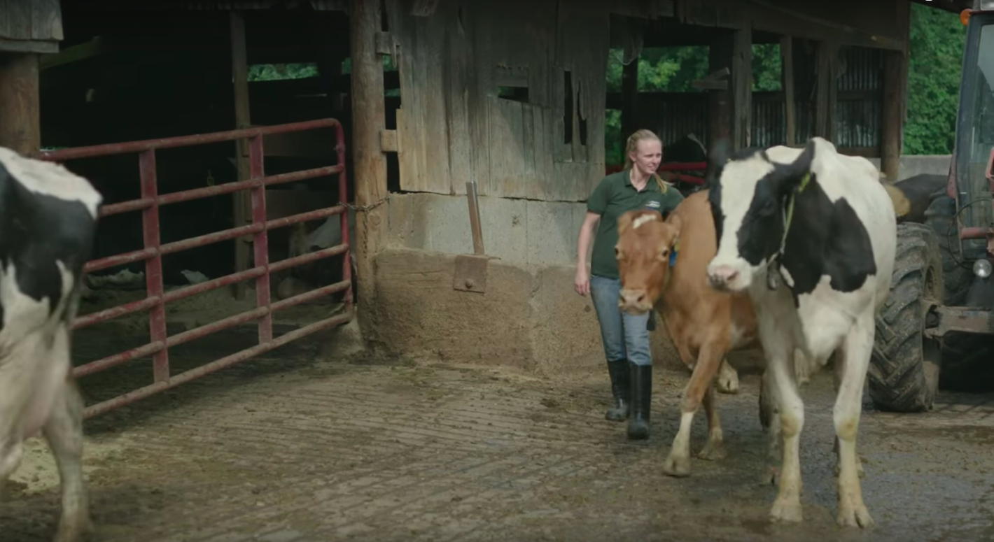 Dairy Farming in Connecticut Farm Aid
