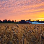 rye field at sunset