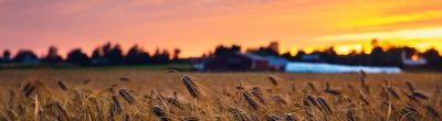 rye field at sunset