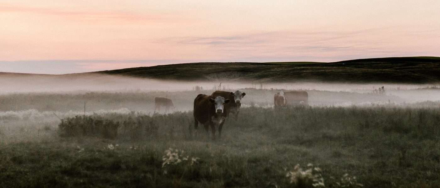 cows in a foggy field at dusk