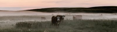 cows in a foggy field at dusk