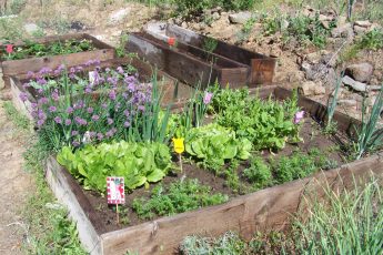 HOMEGROWN 101: Raised beds