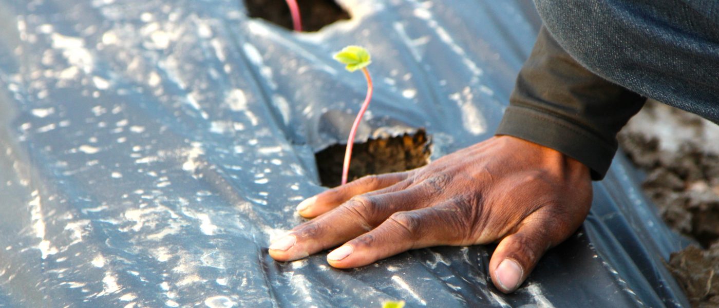farmer hand with seedlings