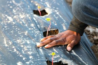 New Legislation Seeks To Address Legacy of Injustice Against Black Farmers