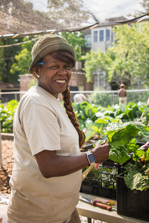 Sandra McCloud harvesting Good Vibes produce at the Windy City Harvest Incubator Farm.