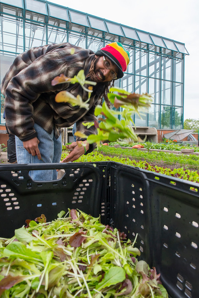 Clinton Coates harvesting lettuce at Arturo Velasquez Institute, City Colleges of Chicago, Windy City Harvest’s Apprenticeship training center. 