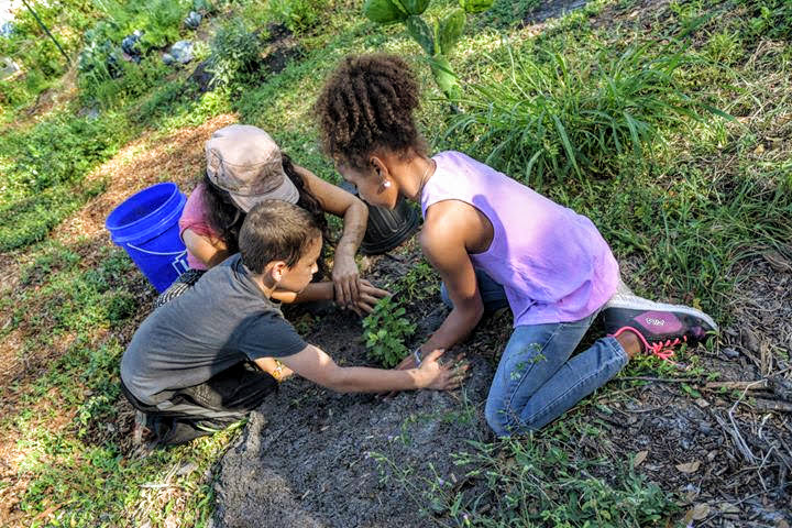 Children and family members prepare the soil and plant without the use of pesticides or chemical fertilizers.