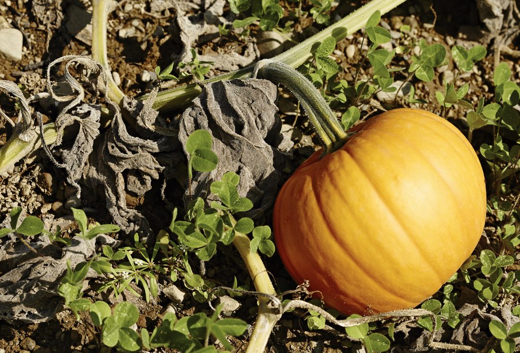A pumpkin at Sparrowbush Farm. 