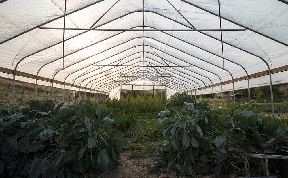 Lower Piney Heirloom Vegetable Gardens