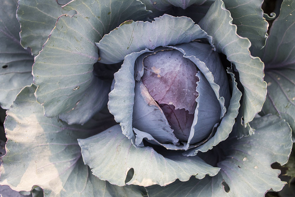 Cabbage at Lower Piney Heirloom Vegetable Gardens