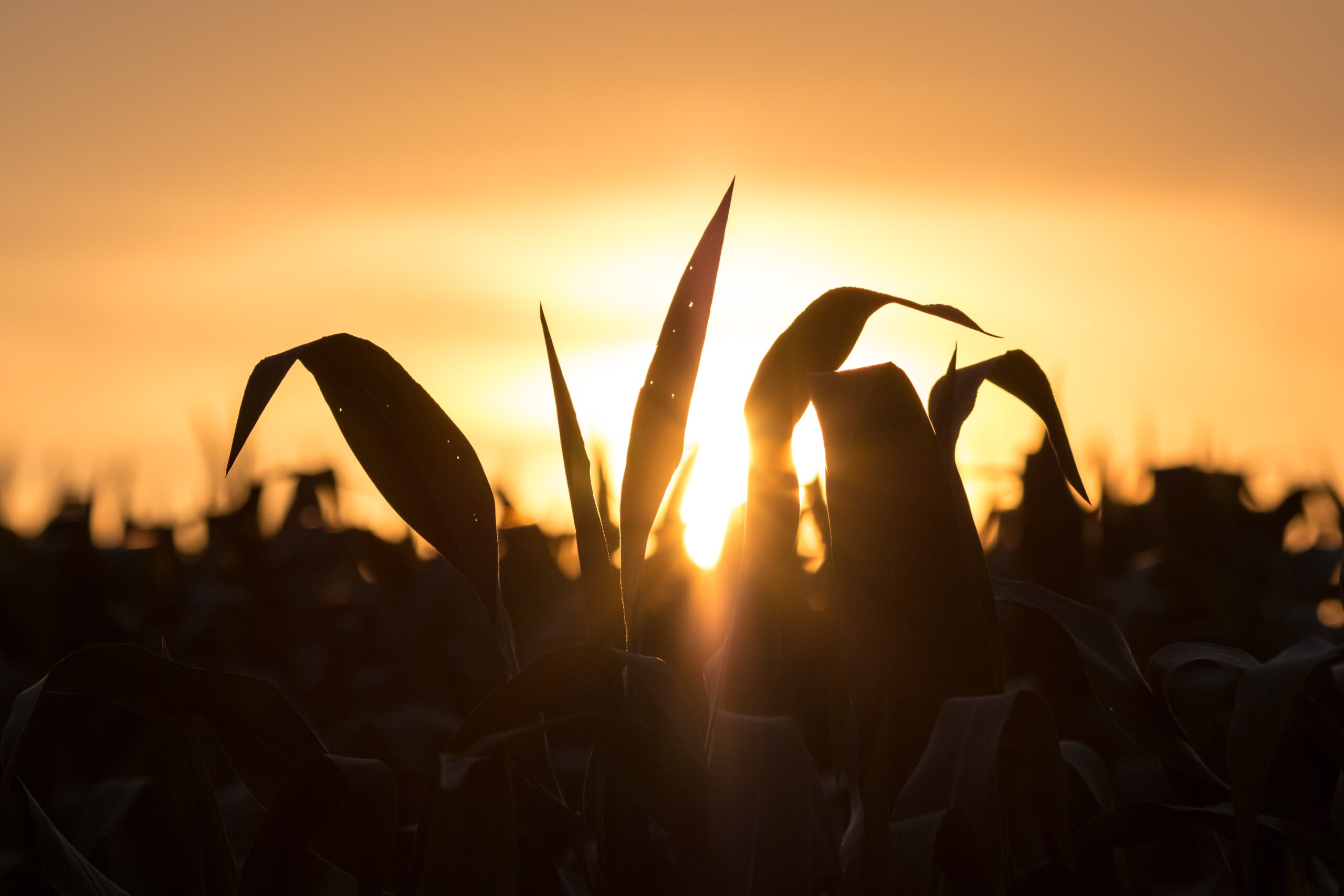 Hit by a farm pdf free. download full Hit by a farm pdf free. download full