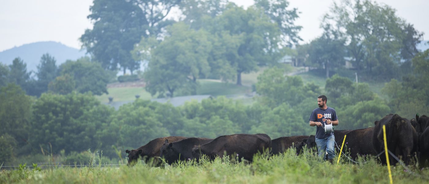 Farmer and cattle in a pasture