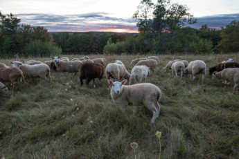 A Shepherd Herded to Farming By His Dogs