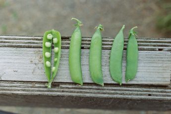 HOMEGROWN 101: Growing Peas