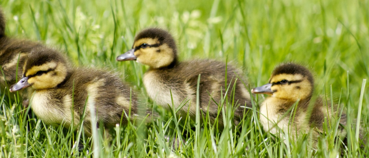 The difference between wild and farm raised duck