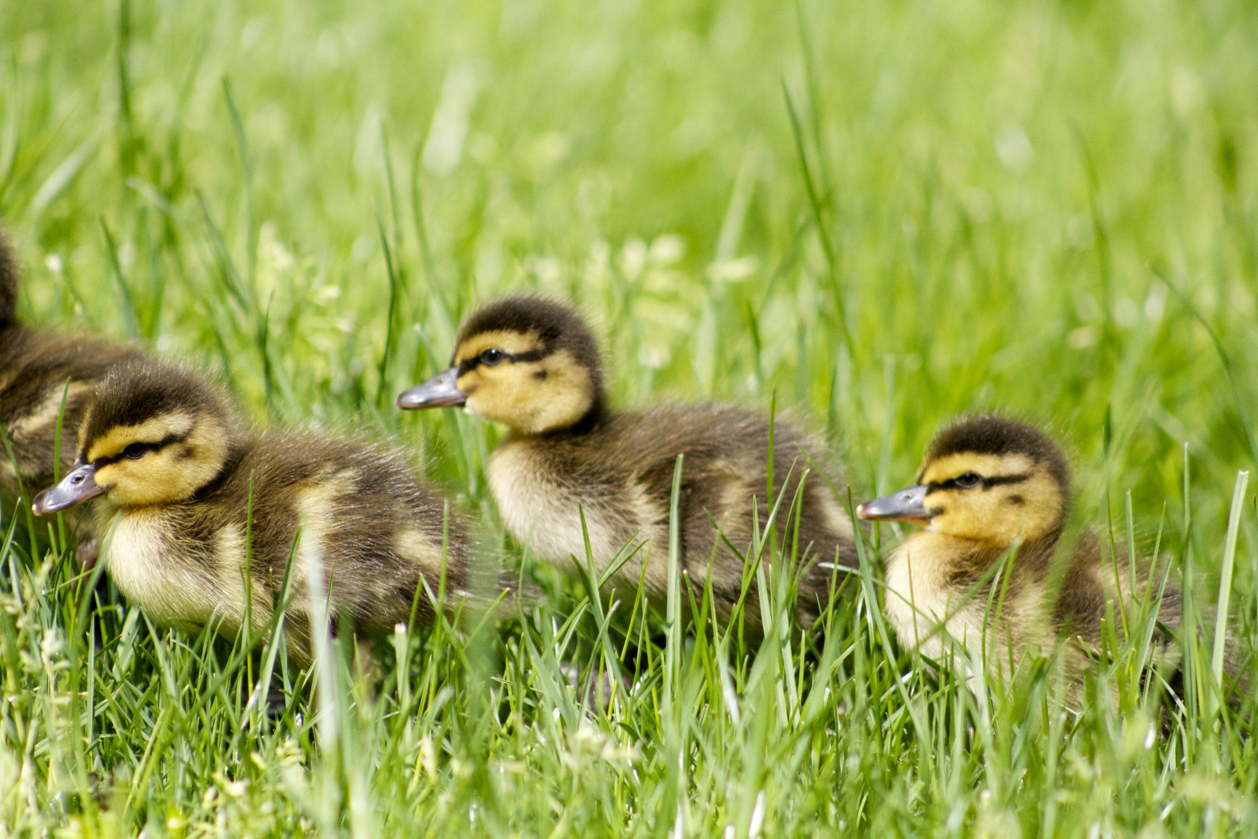 Raising Ducks