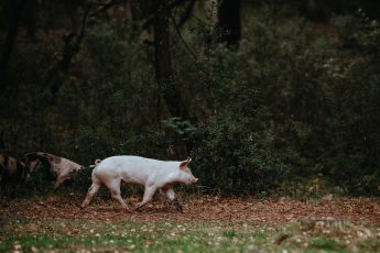 HOMEGROWN 101: Buying A Whole Pig