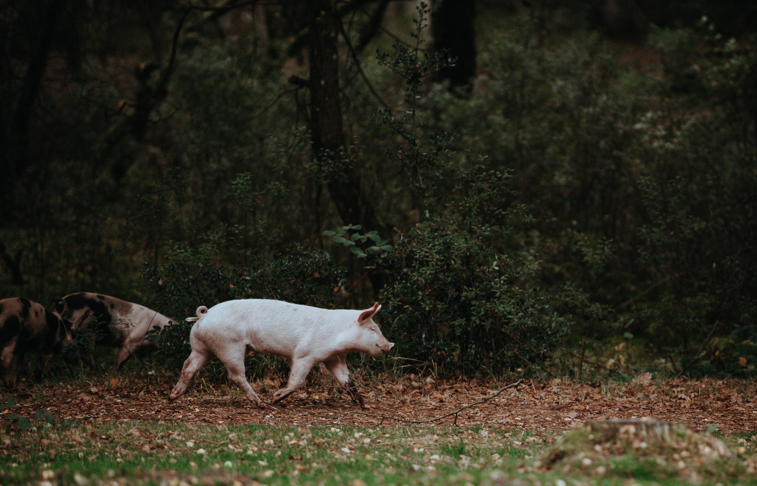 Homegrown 101 Buying A Whole Pig Farm Aid