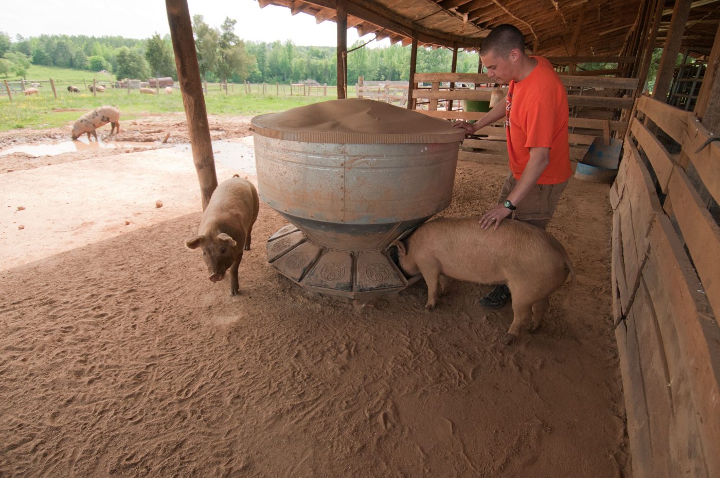HOMEGROWN 101 Buying A Whole Pig Farm Aid
