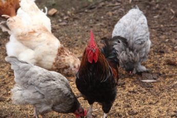 Why Backyard Chickens Are Thriving During COVID-19
