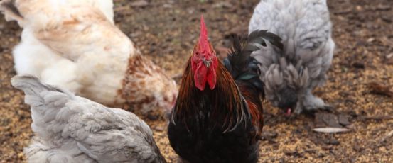 Why Backyard Chickens Are Thriving During COVID-19
