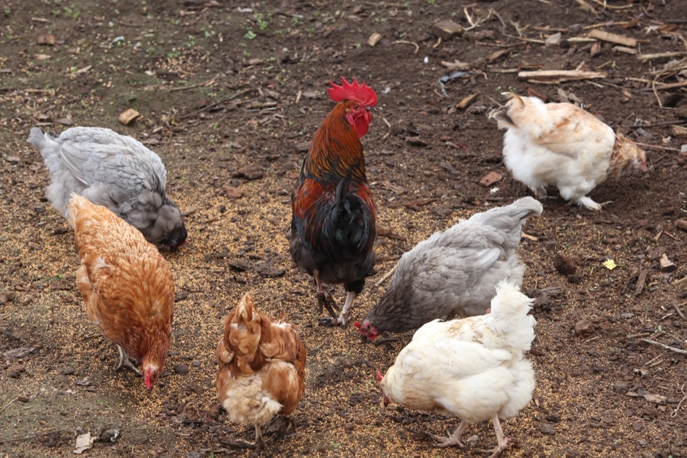 Why Backyard Chickens Are Thriving During Covid 19 Farm Aid