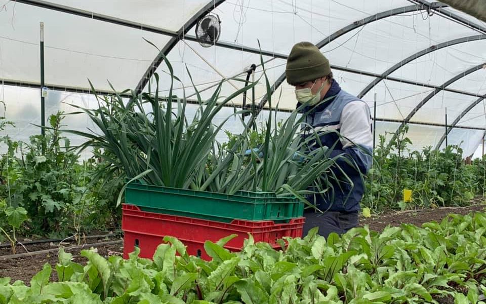 A person wearing a mask while harvesting.