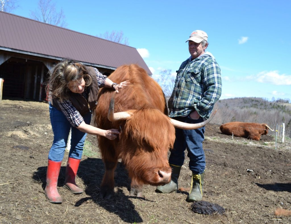 Description: Two people standing outside cow stalls on a sunny day, with a Highland cow between them.