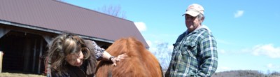 Description: Two people standing outside cow stalls on a sunny day, with a Highland cow between them.